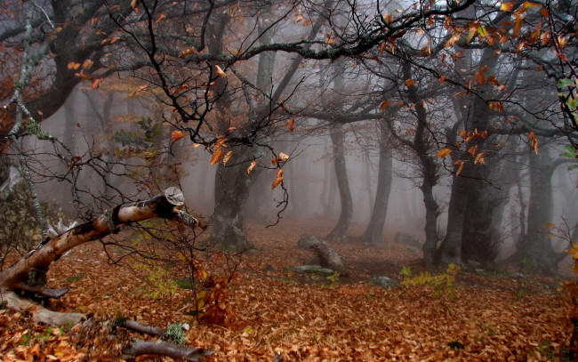 Обои картинки фото autumn`s, twisted, trees, природа, лес, утро, туман, осень