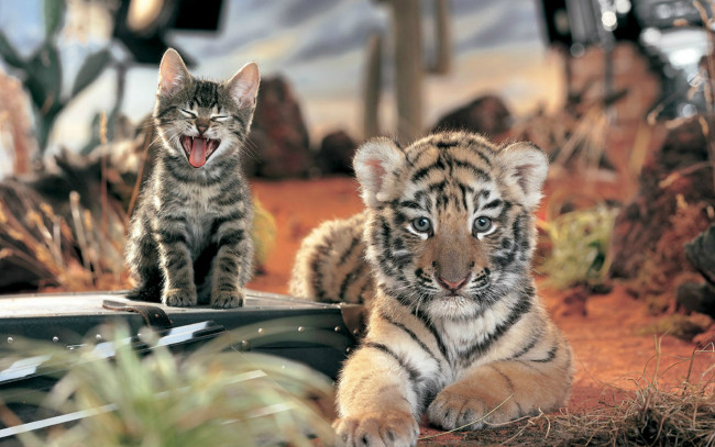 Обои картинки фото животные, разные, вместе, котёнок, дружба, тигрёнок