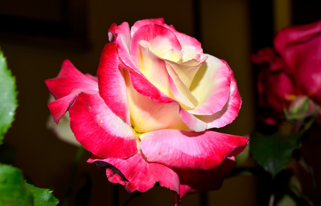 Обои картинки фото цветы, розы, яркий, лепестки