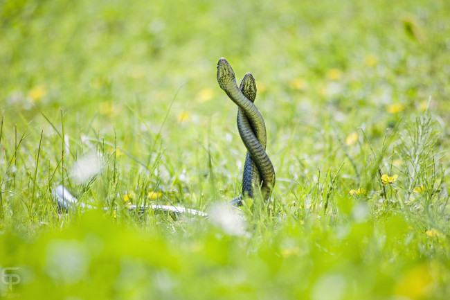 Обои картинки фото животные, змеи, питоны, кобры, трава, любовь