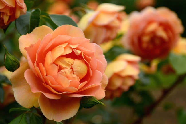 Обои картинки фото цветы, розы, оранжевый, лепестки