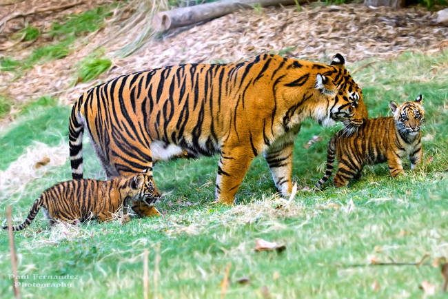 Обои картинки фото животные, тигры, мама, малыши, прогулка, полосатые