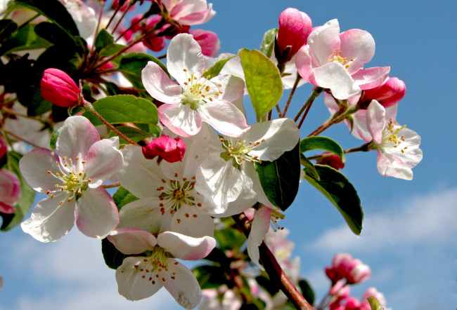 Обои картинки фото цветы, цветущие, деревья, кустарники, яблоня, ветки