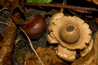 Картинка природа грибы каштан
