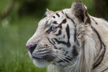 Картинка животные тигры морда белый тигр