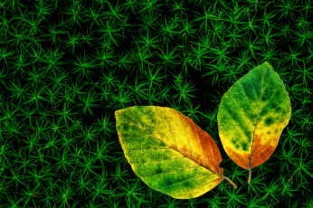 Картинка природа листья мох