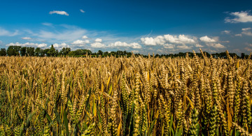 Картинка природа поля пшеница небо