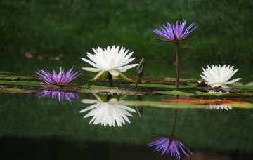 Картинка цветы лилии водяные нимфеи кувшинки отражение