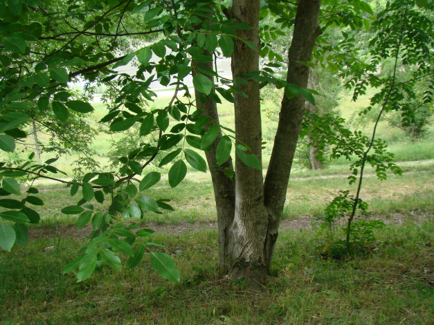 Обои картинки фото природа, деревья