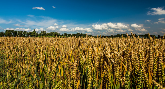 Обои картинки фото природа, поля, пшеница, небо