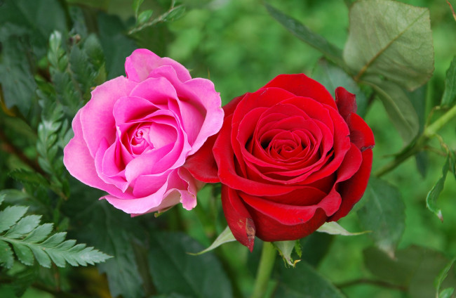 Обои картинки фото цветы, розы, парочка