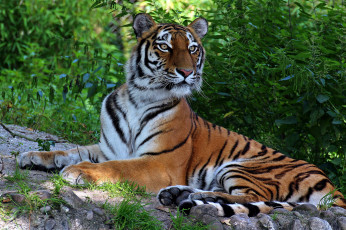 Картинка животные тигры тигр поляна лес
