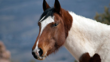 Картинка животные лошади фон взгляд лошадь