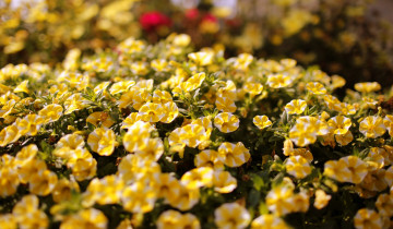 Картинка цветы петунии +калибрахоа цветение желтый портулак