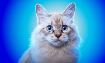 Картинка животные коты кот животное взгляд голубые глаза ушки фон