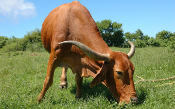 Картинка животные коровы +буйволы трава корова