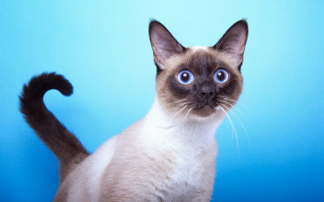 Картинка животные коты кот порода сиамская мордочка взгляж хвост фон