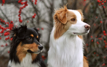 Картинка животные собаки взгляд