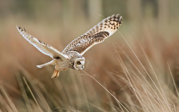 Картинка животные совы трава полет сова
