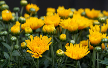 Картинка цветы хризантемы цветение желтые