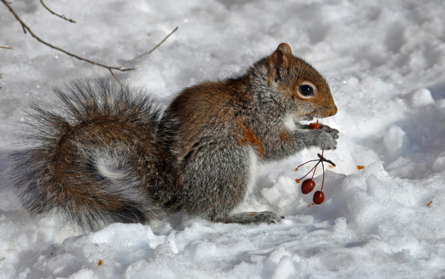 Обои картинки фото животные, белки, снег, ягоды, белка