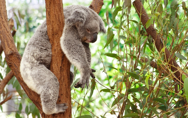 Обои картинки фото животные, коалы, сон, коала, ветка