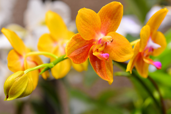 Обои картинки фото цветы, орхидеи, природа, растение, макро, лепестки, орхидея, ветка