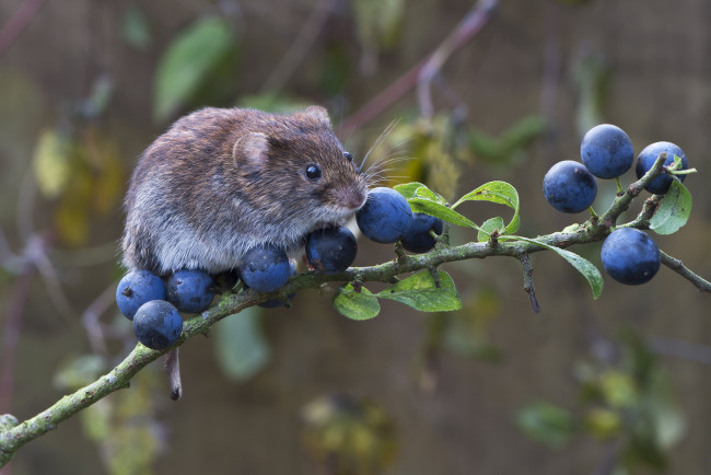 Обои картинки фото животные, крысы,  мыши, мышка, куст, ягоды