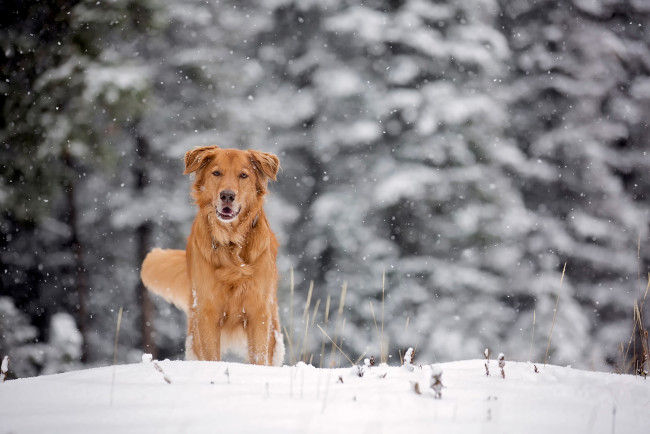 Обои картинки фото животные, собаки, зима, рыжая, собака, снег
