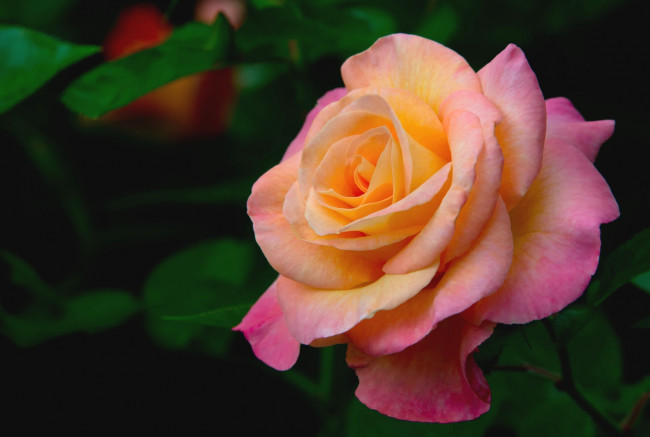 Обои картинки фото цветы, розы, красавица, макро, роза