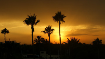 Картинка тунис природа восходы закаты закат пальмы облака