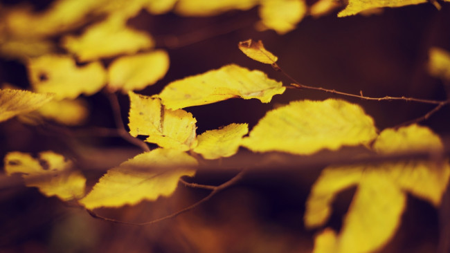 Обои картинки фото природа, листья, осень, ветка, желтые