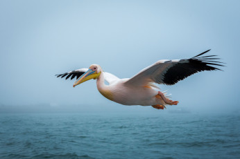 Картинка животные пеликаны птичка