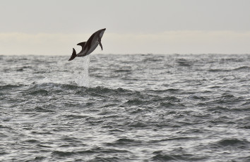 Картинка животные дельфины dolphin wildlife sea seascape jump splash