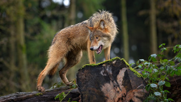 Картинка животные волки +койоты +шакалы лес брёвна волк природа хищник животное