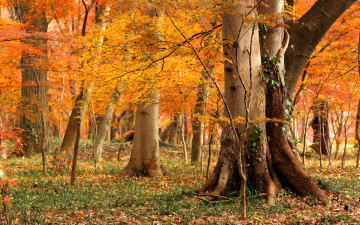 Картинка природа лес woodland autumn foliage grass