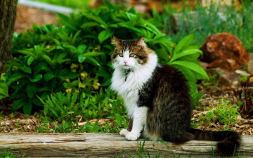 Картинка животные коты растения