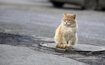 Картинка животные коты рыжий цвет