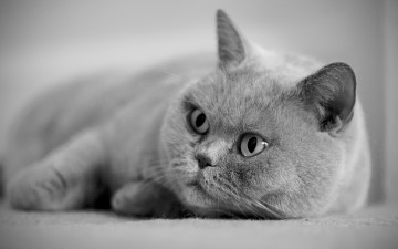 Картинка животные коты серый цвет морда