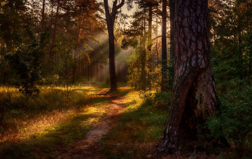 Картинка природа дороги тропинка лучи солнечный свет сосны лес утро михаил msh