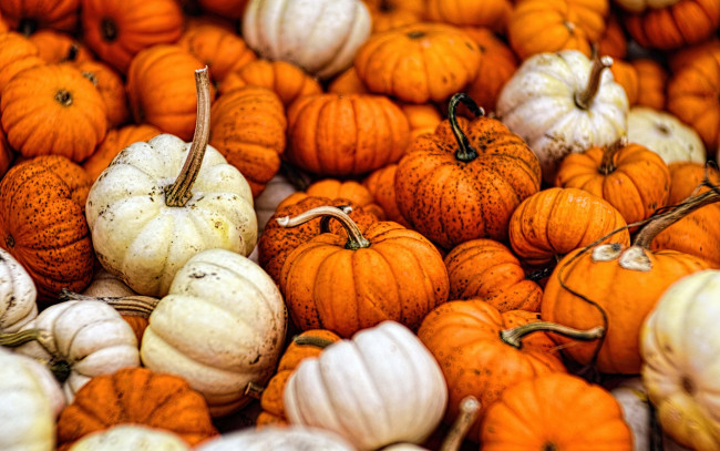 Обои картинки фото еда, тыква, gourds, fall, autumn