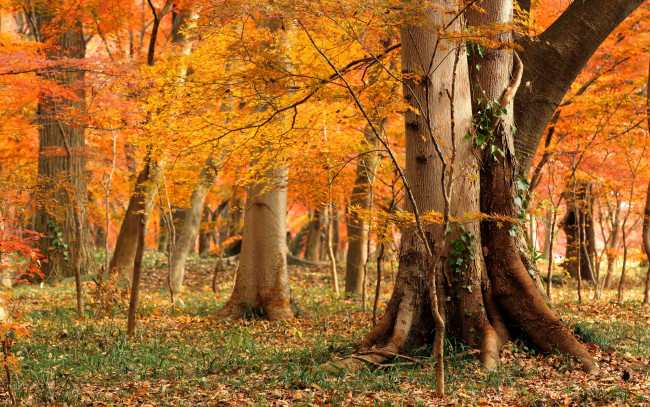 Обои картинки фото природа, лес, woodland, autumn, foliage, grass