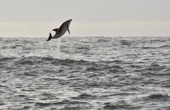 Обои картинки фото животные, дельфины, dolphin, wildlife, sea, seascape, jump, splash