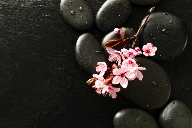 Обои картинки фото цветы, сакура,  вишня, капли, ветка, камни