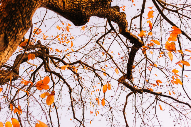 Обои картинки фото природа, деревья, leaves, branches, autumn, tree