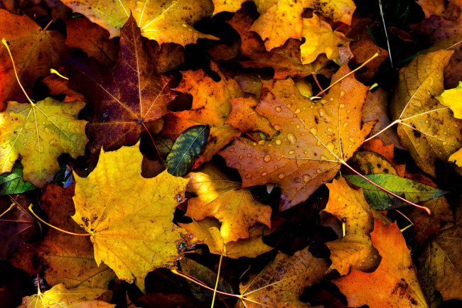 Обои картинки фото природа, листья, drops, fall, autumn, foliage
