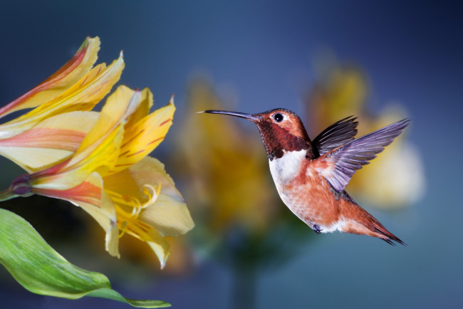 Обои картинки фото животные, колибри, птичка, patricia, ware, цветок, полёт