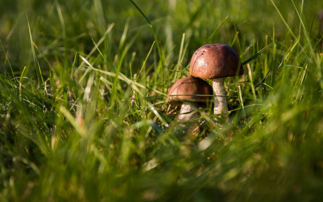 Обои картинки фото природа, грибы, трава, дуэт