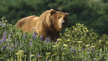 Картинка животные медведи медведь бурый трава