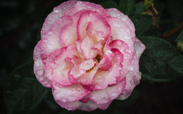Картинка цветы камелии бело-розовая камелия макро капли